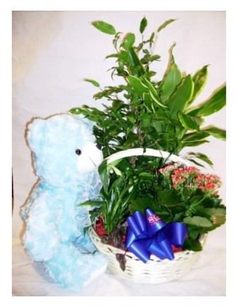 NACIMIENTO ALEJANDRO