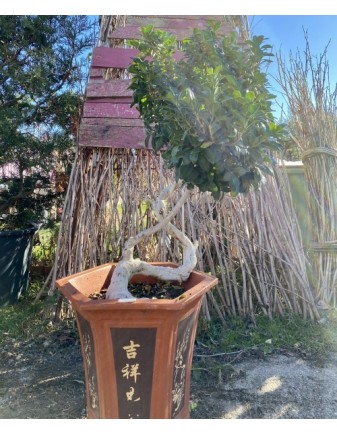 FICUS GINSENG 100*45