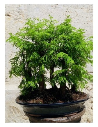 BONSAI FICUS MICROCARPA CERAMICA/PLATO