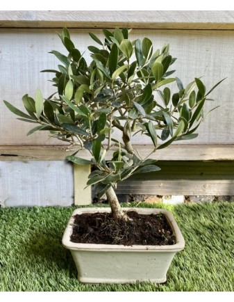 BONSAI MIX VARIEDADES (08-AÑOS)