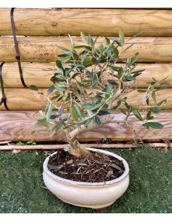 BONSAI MIX VARIEDADES (09-AÑOS)