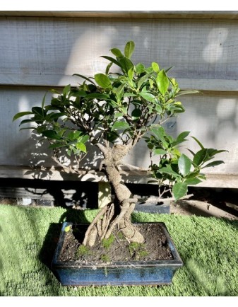 BONSAI MIX VARIEDADES (10-AÑOS)