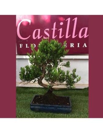 BONSAI MIX VARIEDADES (12-AÑOS)