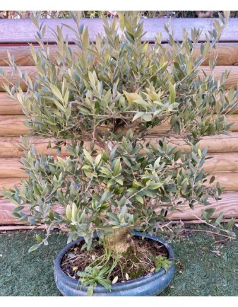 BONSAI MIX VARIEDADES (18 AÑOS)