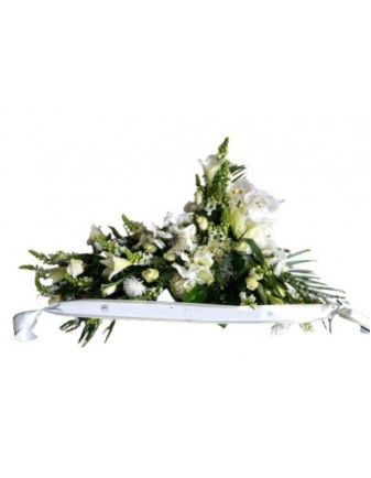 Palma Blanca Hasta Siempre