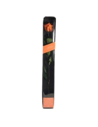 ROSA PERFUMADA 50 cm  NARANJA