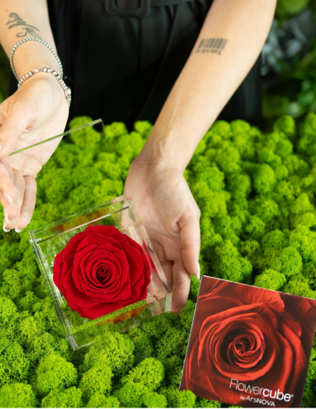 FLOWERCUBE ROSA 10X10 ROJO