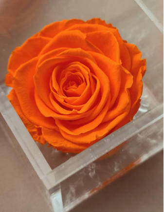 Flowercube Rosa 6x6 Naranja
