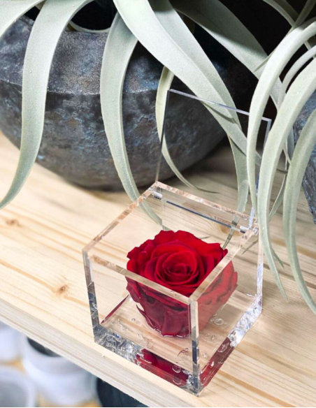 FLOWERCUBE 6X6 ROJO