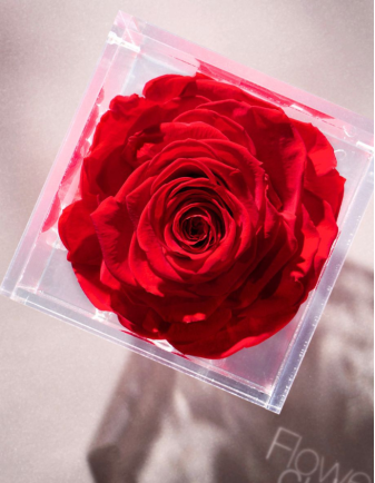 FLOWERCUBE ROSA 10X10 ROJO