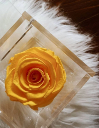 FLOWERCUBE ROSA 10X10 AMARILLA