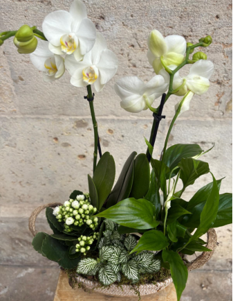 Arreglo de Orquídea en cesta 2