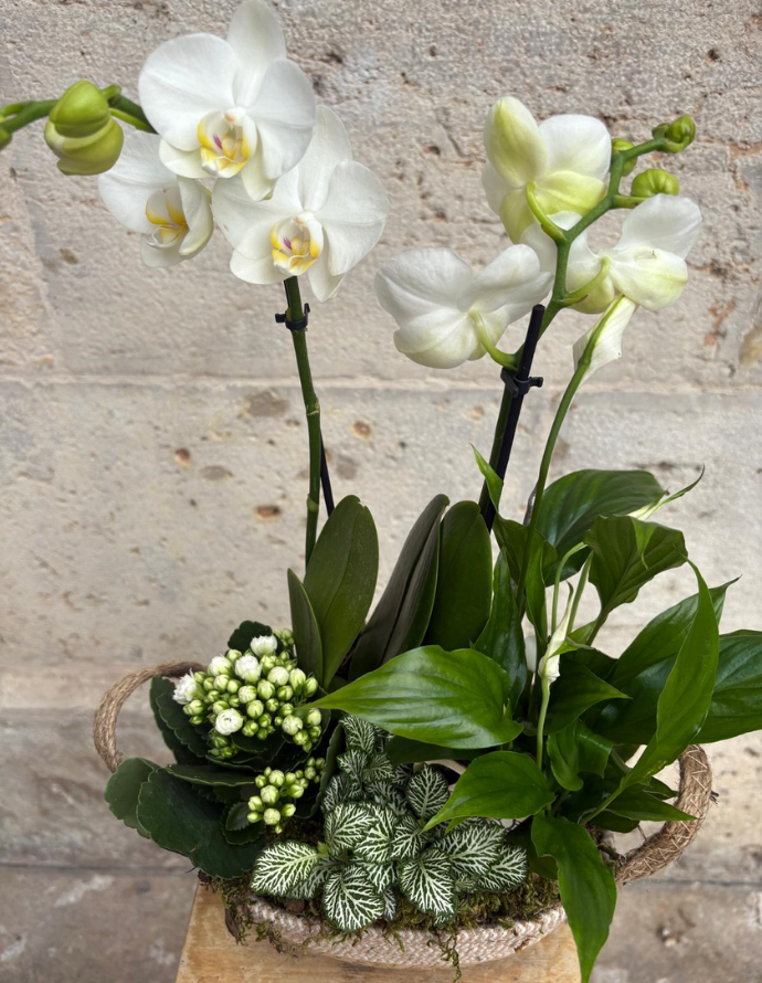 ARREGLO DE ORQUÍDEA EN CESTA