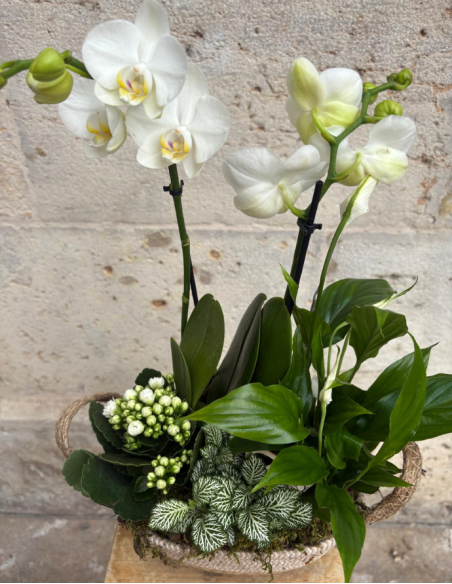 ARREGLO DE ORQUÍDEA EN CESTA