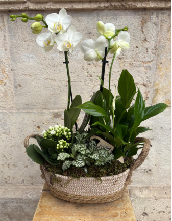 Arreglo de Orquídea en cesta