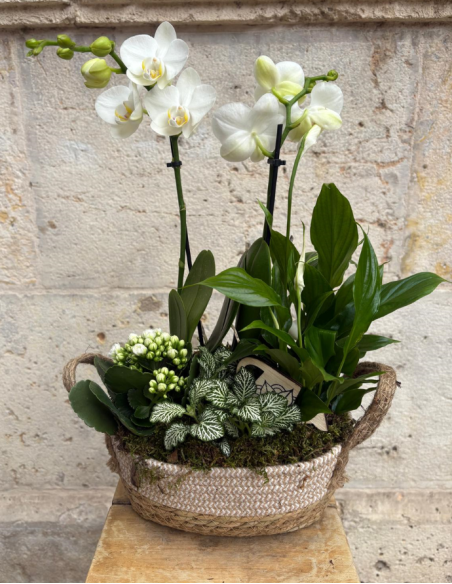ARREGLO DE ORQUÍDEA EN CESTA