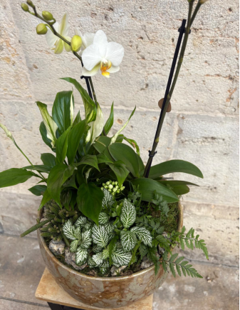 Arreglo de Orquídea en maceta 2