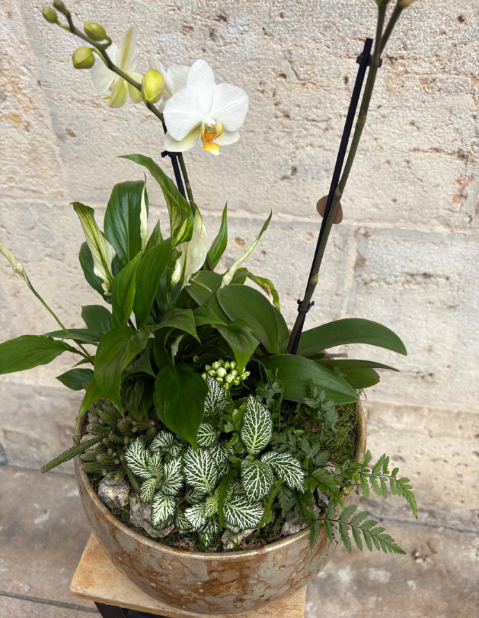 ARREGLO DE ORQUÍDEA EN MACETA