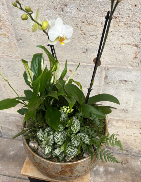 ARREGLO DE ORQUÍDEA EN MACETA