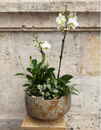 Arreglo de Orquídea en maceta