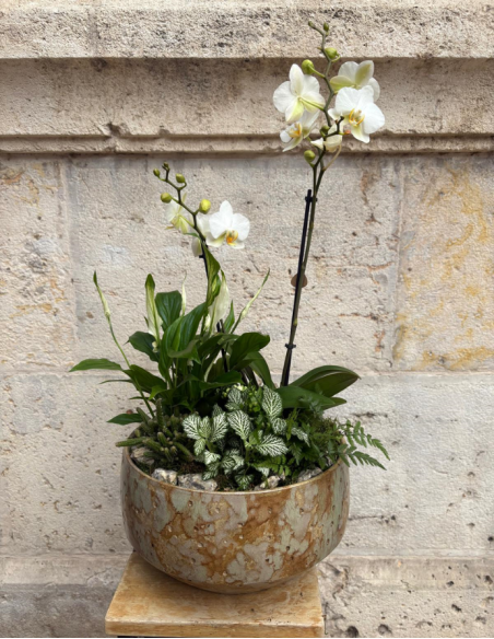ARREGLO DE ORQUÍDEA EN MACETA