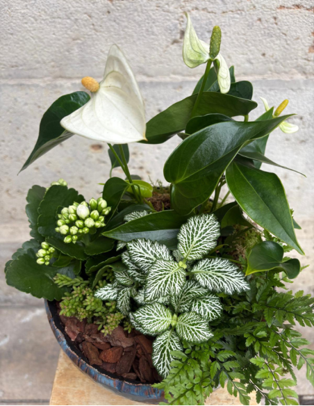 ARREGLO DE ANTHURIUM EN CERÁMICA