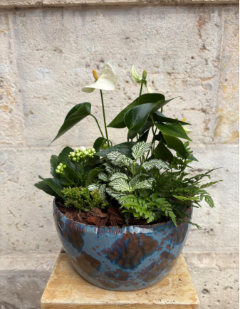 Arreglo de Anthurium en cerámica