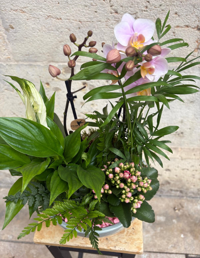 ARREGLO DE ORQUÍDEA ROSA EN CERÁMICA
