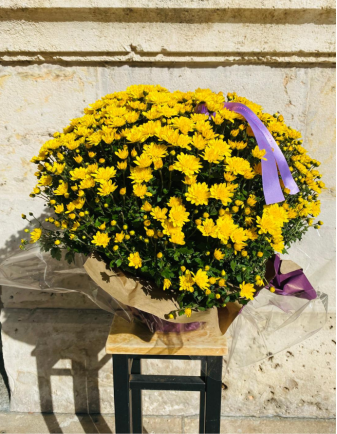 Crisantemo PREMIUM Amarillo