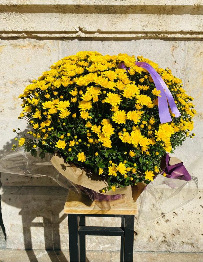 Crisantemo PREMIUM Amarillo