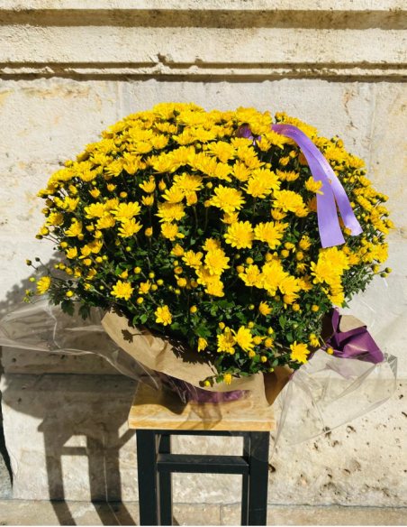 Crisantemo PREMIUM Amarillo