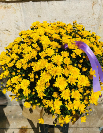 Crisantemo PREMIUM Amarillo 2