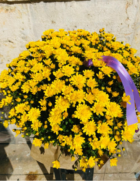 Crisantemo PREMIUM Amarillo