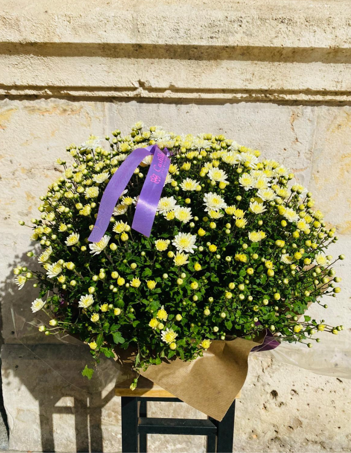 Crisantemo Blanco Crisantemo Blanco