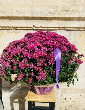 Crisantemo Fucsia