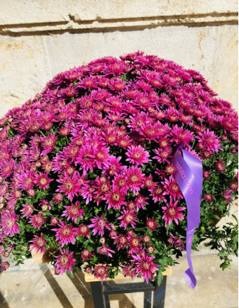 Crisantemo Fucsia 2