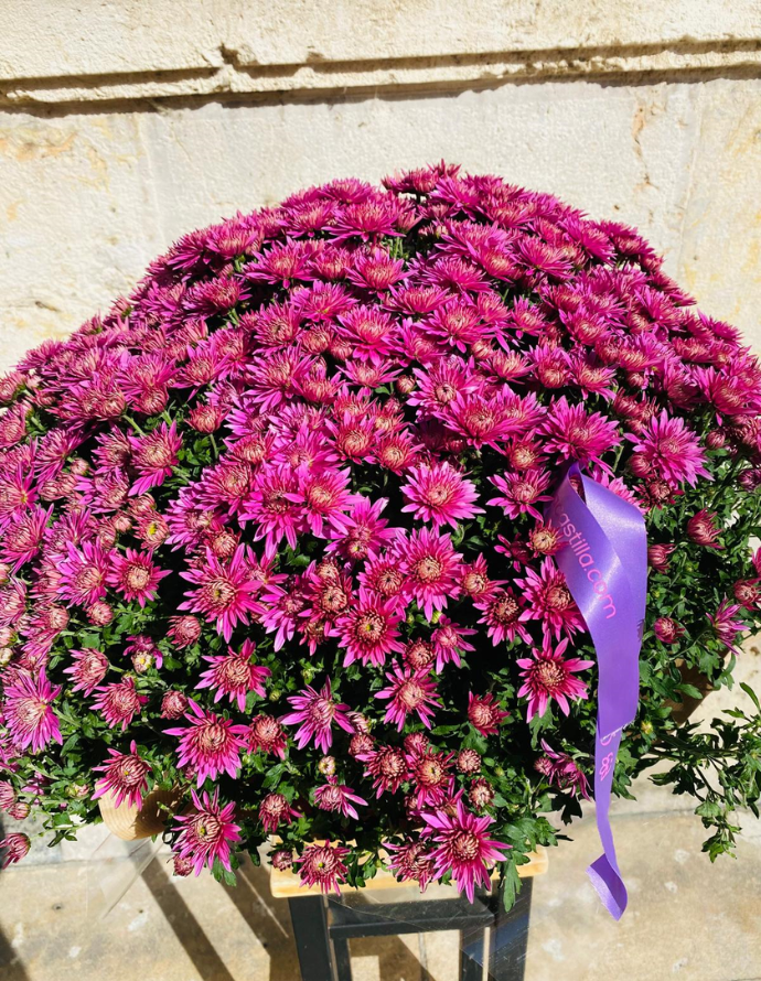 Crisantemo Fucsia
