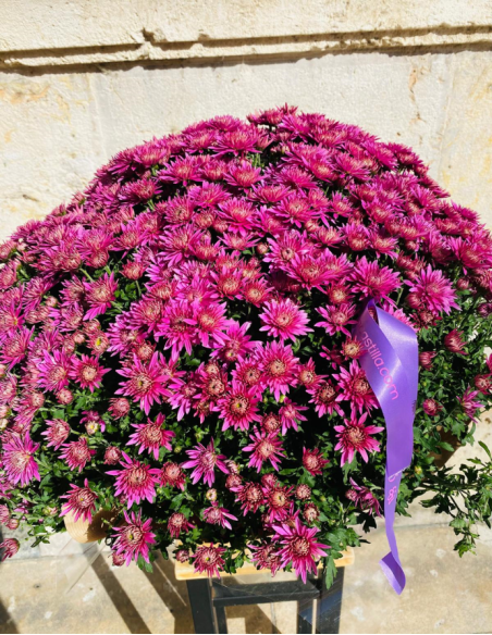 Crisantemo Fucsia