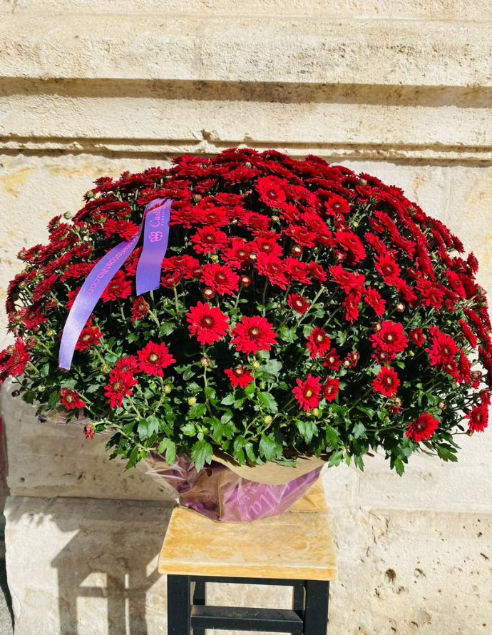 Crisantemo Rojo Crisantemo Rojo