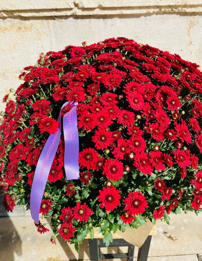 Crisantemo Rojo Crisantemo Rojo