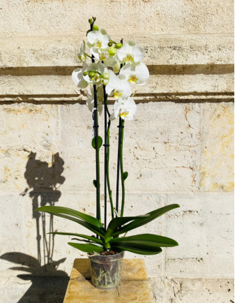Orquídea Blanca