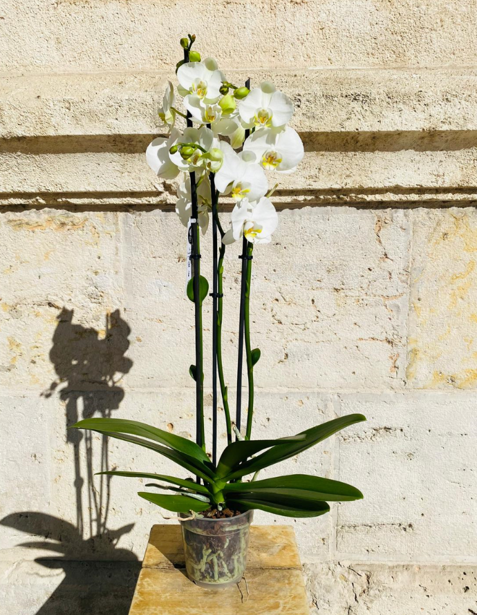Orquídea Blanca Orquídea Blanca