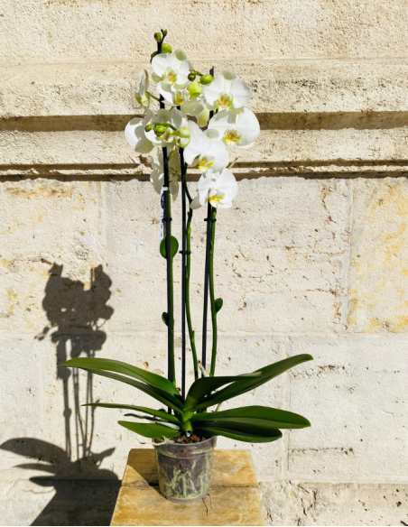 Orquídea Blanca