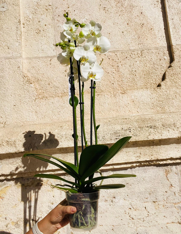Orquídea Blanca Orquídea Blanca