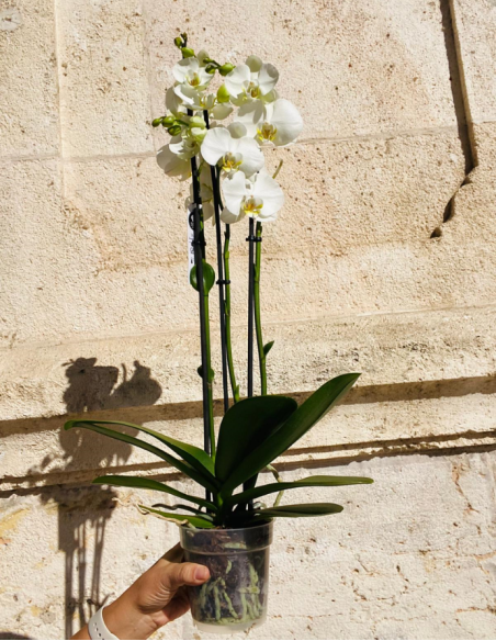 Orquídea Blanca