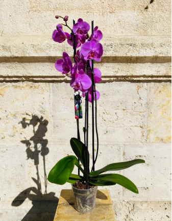 Orquídea Morada