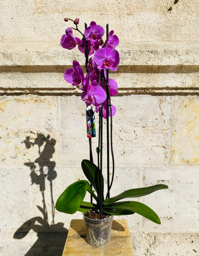 Orquídea Morada Orquídea Morada