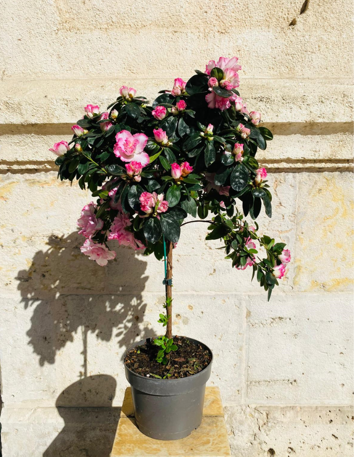 Azalea Árbol Azalea Árbol