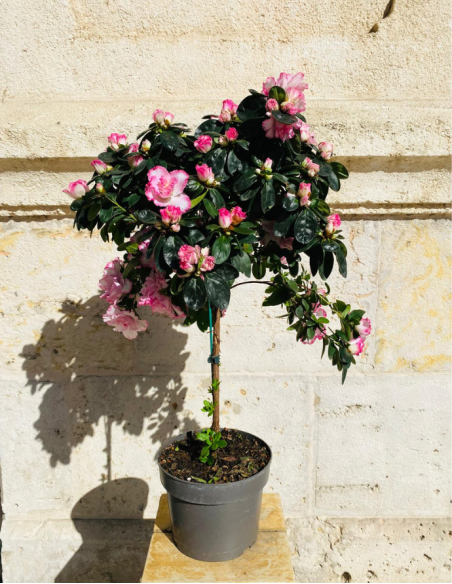 Azalea Árbol