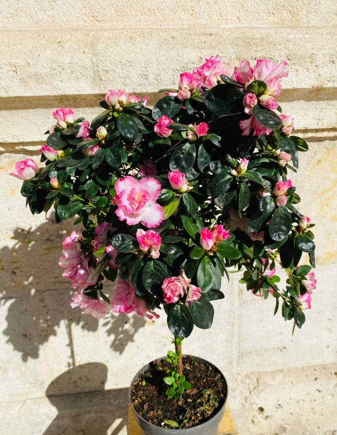 Azalea Árbol Azalea Árbol